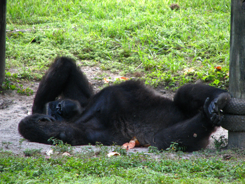 Miami-MetroZoo-Pictures-060