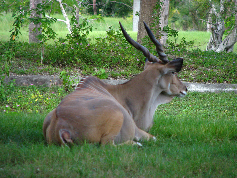 Miami-MetroZoo-Pictures-062