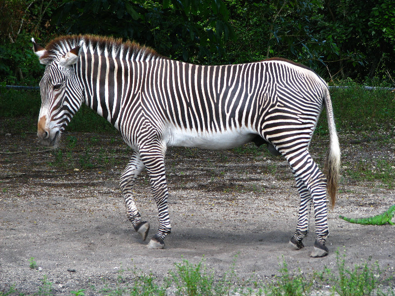 Miami-MetroZoo-Pictures-066