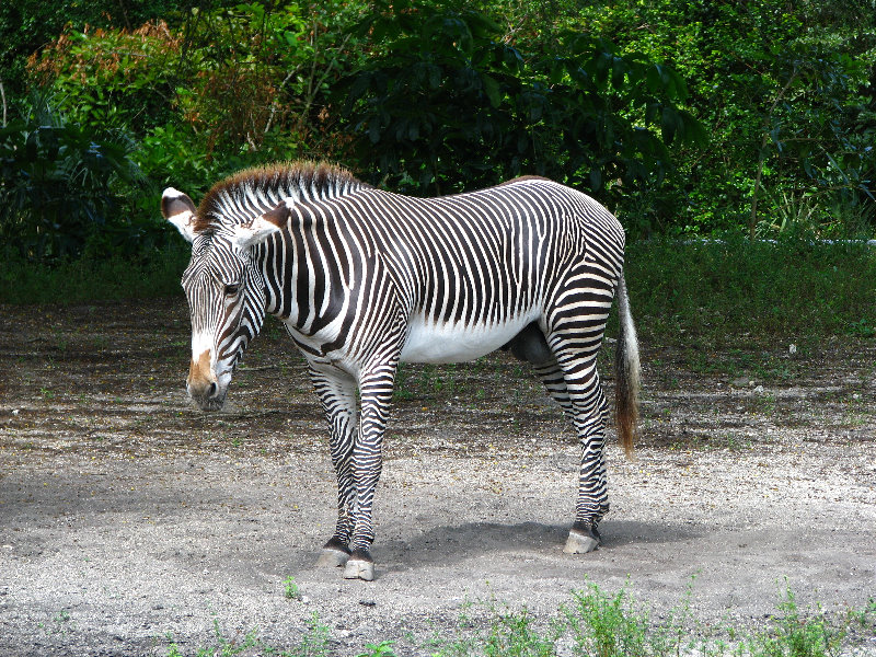 Miami-MetroZoo-Pictures-068