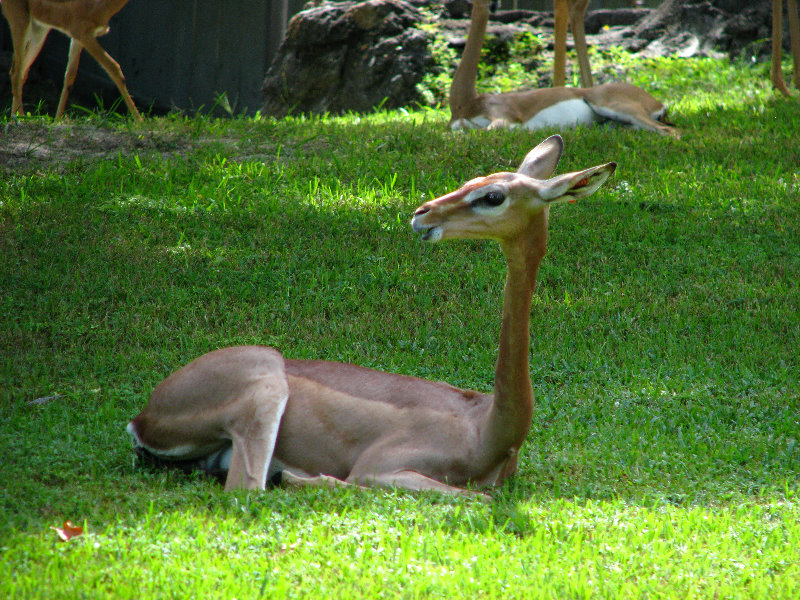 Miami-MetroZoo-Pictures-070