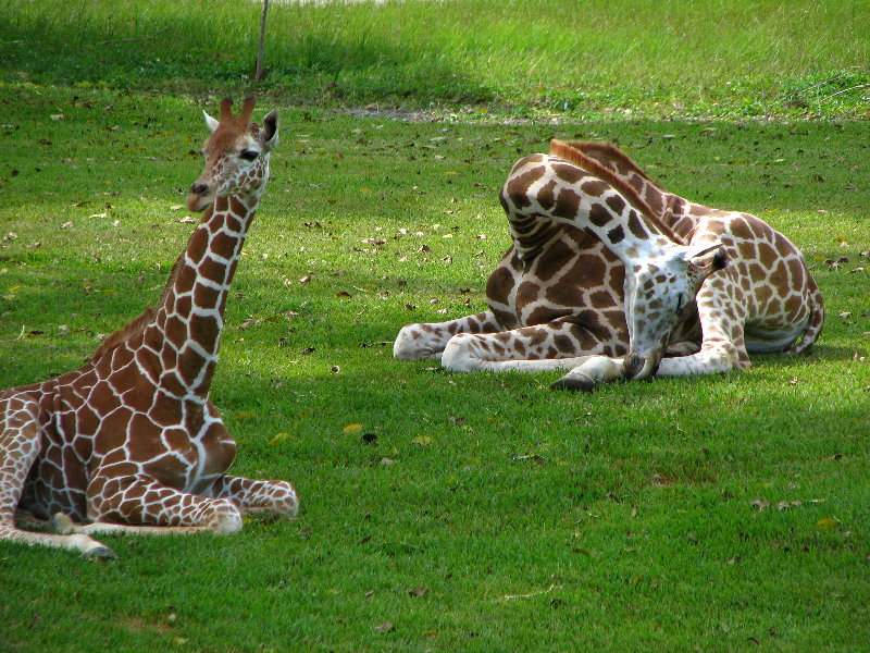 Miami-MetroZoo-Pictures-073