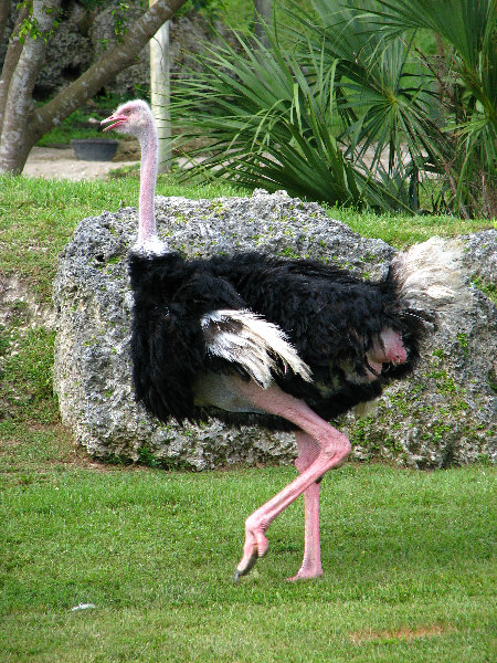 Miami-MetroZoo-Pictures-074