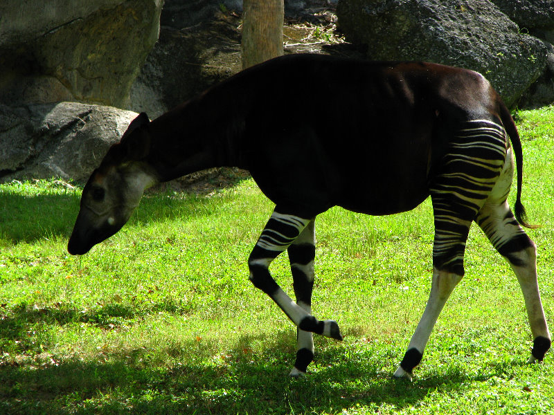 Miami-MetroZoo-Pictures-075