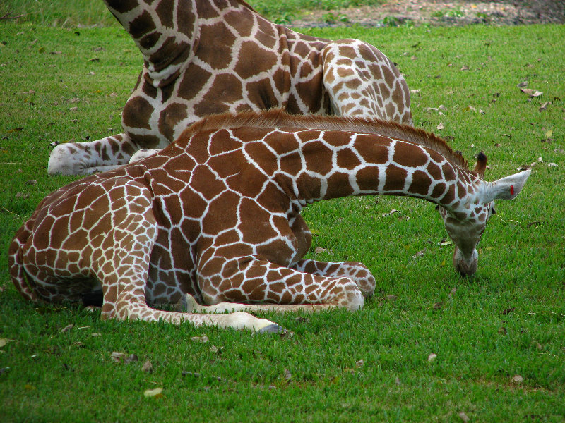 Miami-MetroZoo-Pictures-077