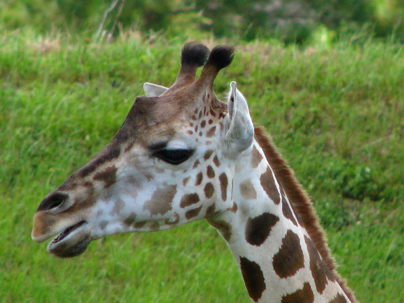 Miami-MetroZoo-Pictures-078