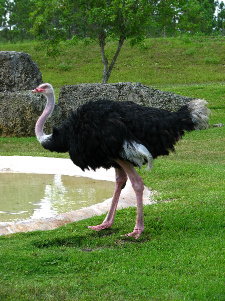 Miami-MetroZoo-Pictures-079