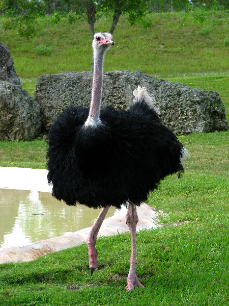 Miami-MetroZoo-Pictures-080