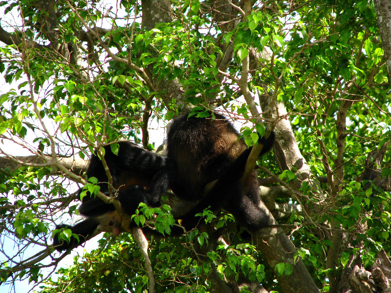 Miami-MetroZoo-Pictures-097