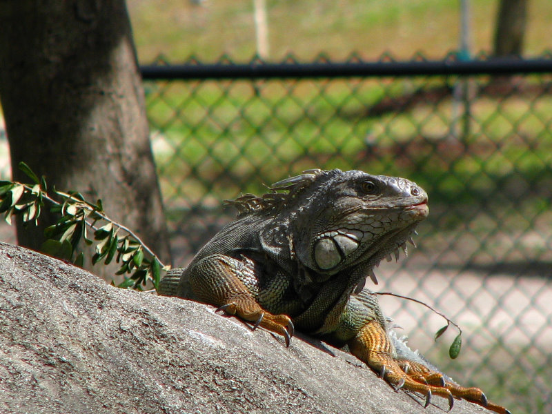 Miami-MetroZoo-Pictures-099