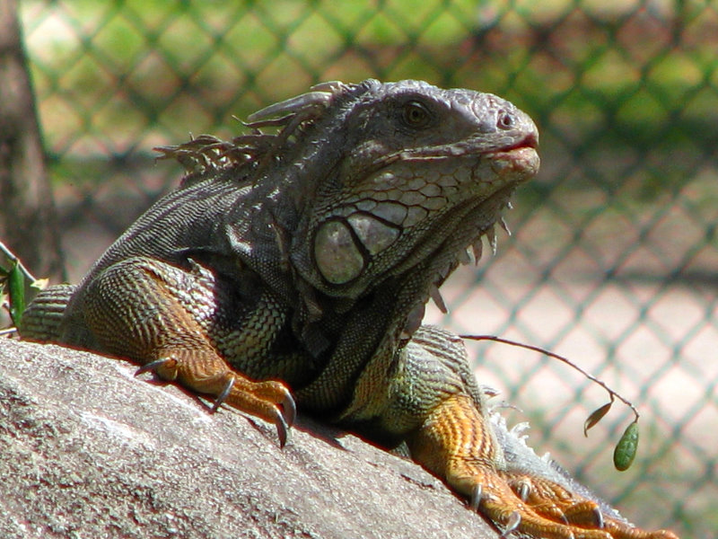 Miami-MetroZoo-Pictures-100