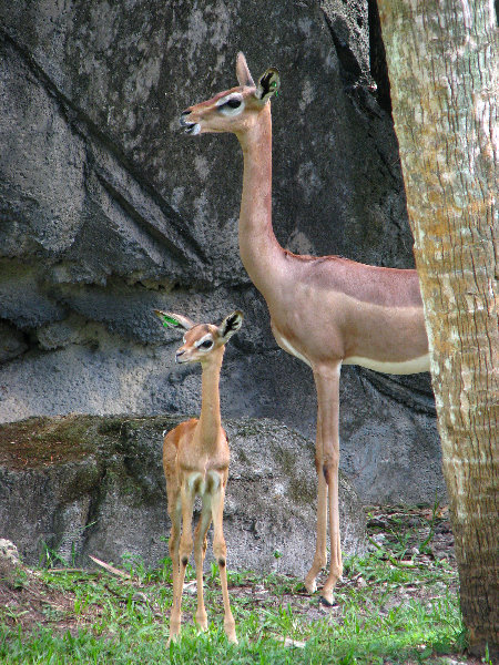 Miami-MetroZoo-Pictures-105