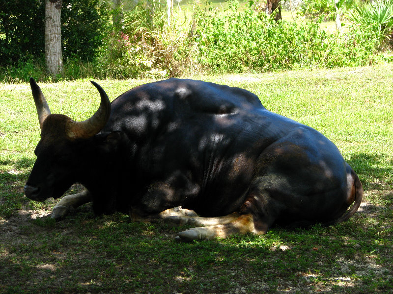 Miami-MetroZoo-Pictures-114