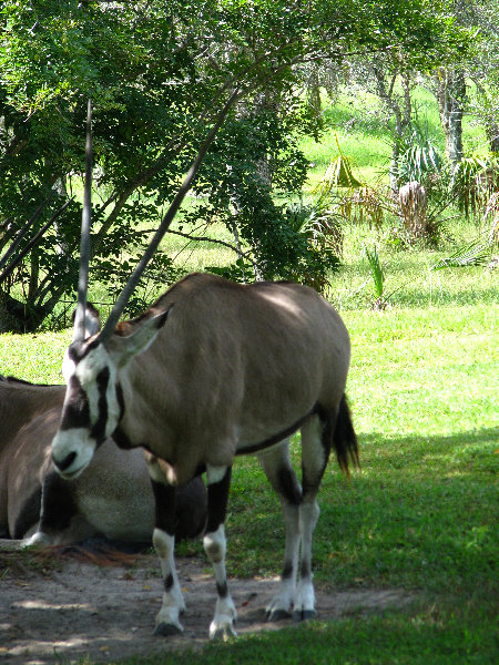 Miami-MetroZoo-Pictures-116