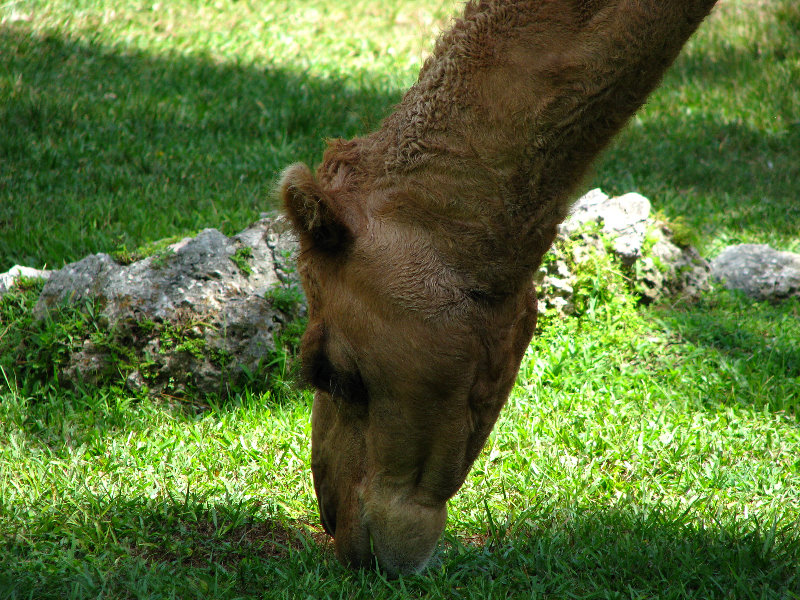 Miami-MetroZoo-Pictures-119