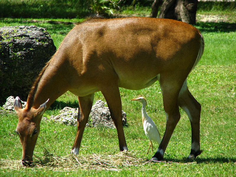 Miami-MetroZoo-Pictures-121