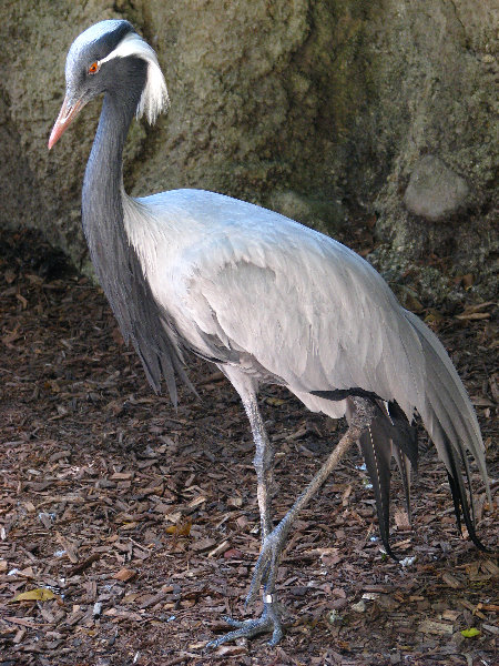 Miami-MetroZoo-Pictures-125