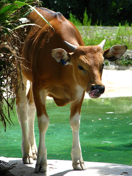 Miami-MetroZoo-Pictures-134