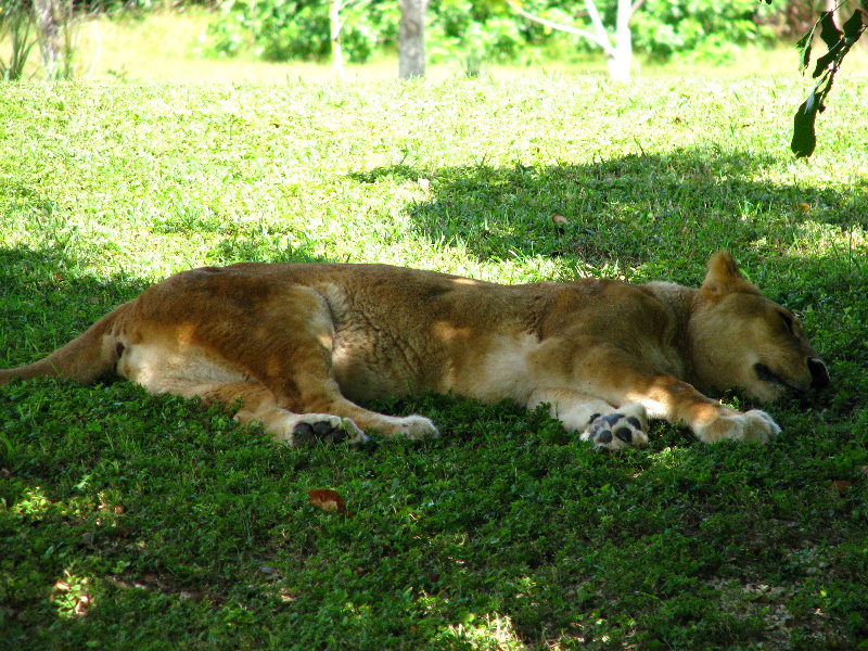 Miami-MetroZoo-Pictures-136