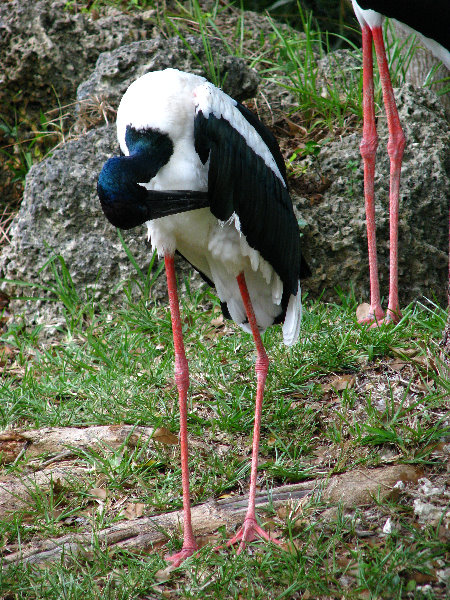 Miami-MetroZoo-Pictures-138