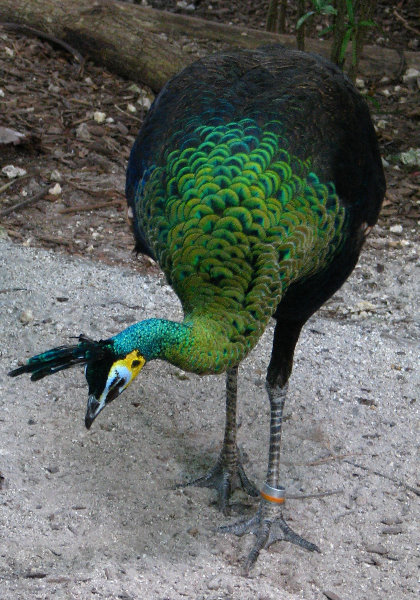 Miami-MetroZoo-Pictures-163