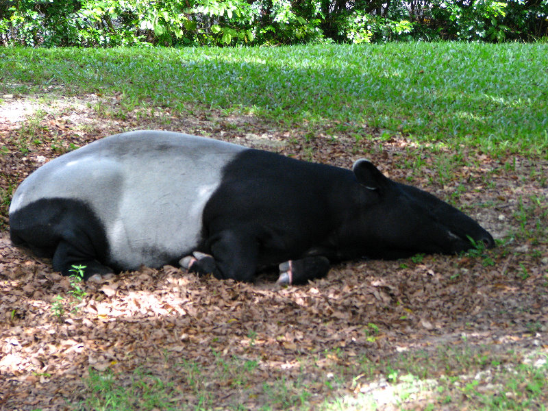 Miami-MetroZoo-Pictures-165