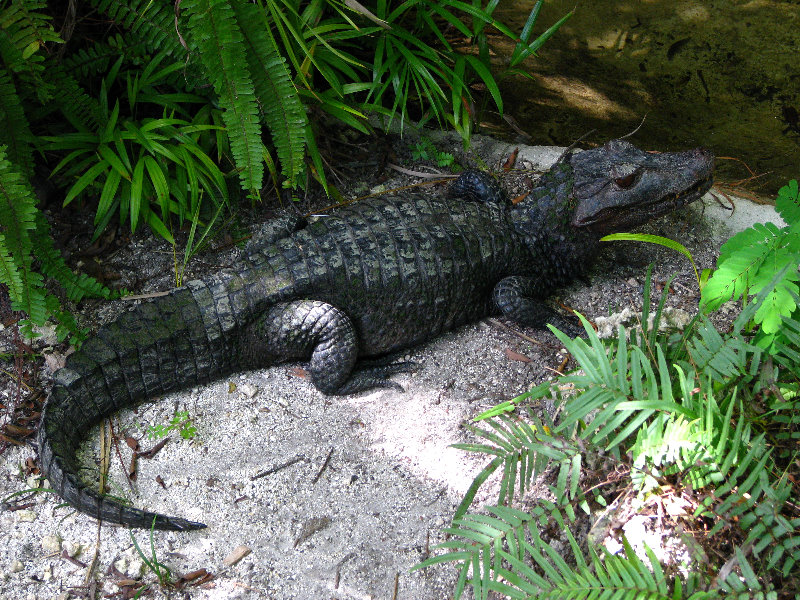 Miami-MetroZoo-Pictures-170