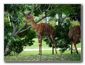 Miami-MetroZoo-Pictures-056