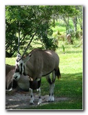 Miami-MetroZoo-Pictures-116