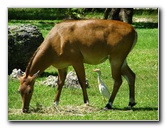 Miami-MetroZoo-Pictures-121