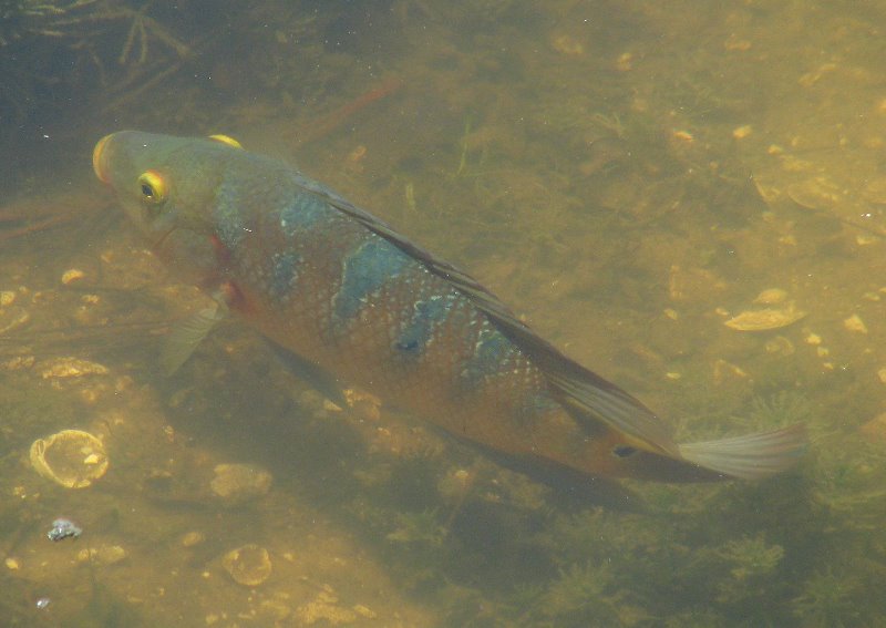 Morikami-Museum-Japanese-Gardens-Delray-Beach-FL-041