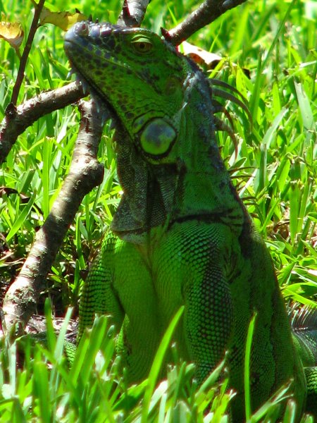 Morikami-Museum-Japanese-Gardens-Delray-Beach-FL-044