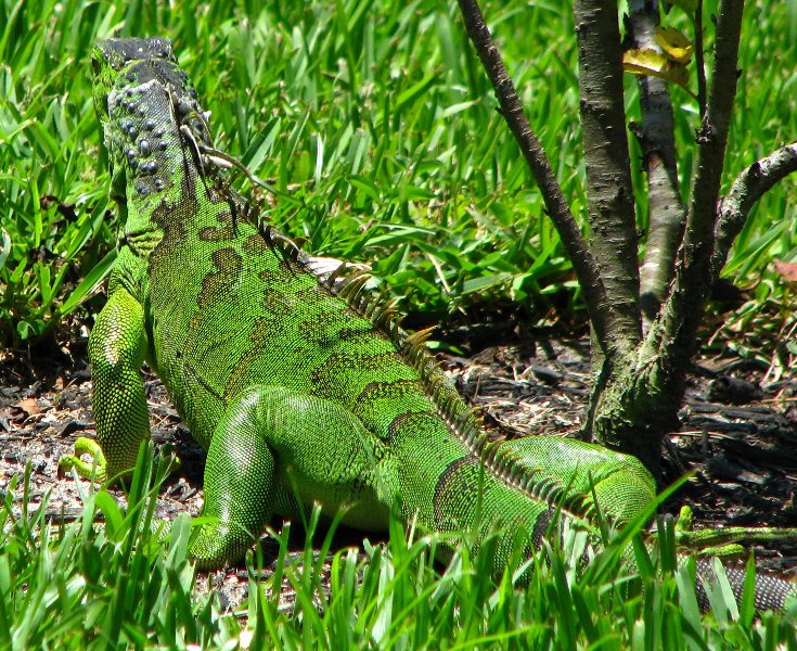 Morikami-Museum-Japanese-Gardens-Delray-Beach-FL-045