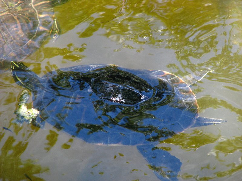 Morikami-Museum-Japanese-Gardens-Delray-Beach-FL-047