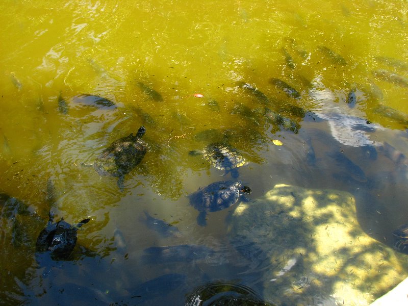 Morikami-Museum-Japanese-Gardens-Delray-Beach-FL-048