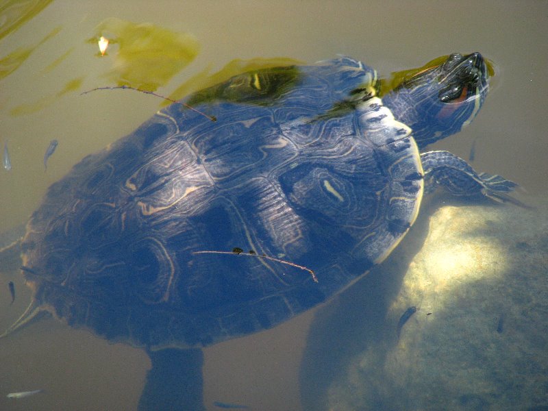 Morikami-Museum-Japanese-Gardens-Delray-Beach-FL-049