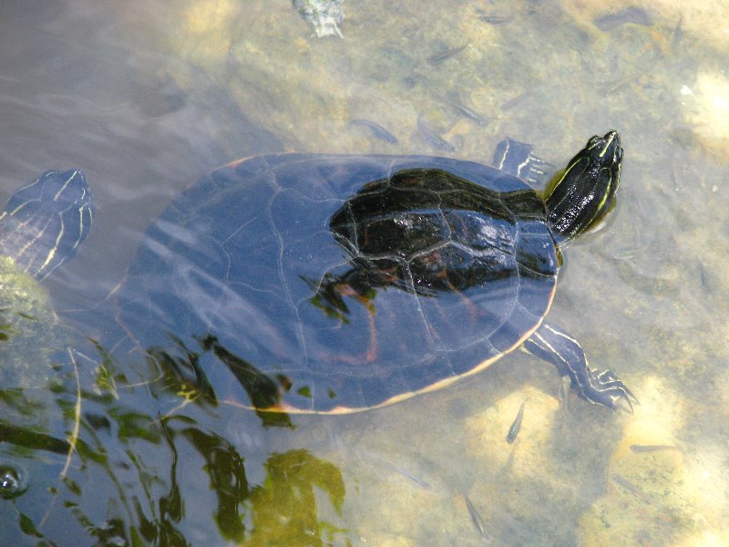 Morikami-Museum-Japanese-Gardens-Delray-Beach-FL-050