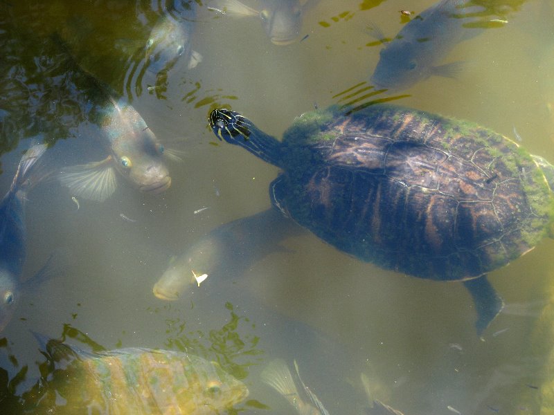 Morikami-Museum-Japanese-Gardens-Delray-Beach-FL-051