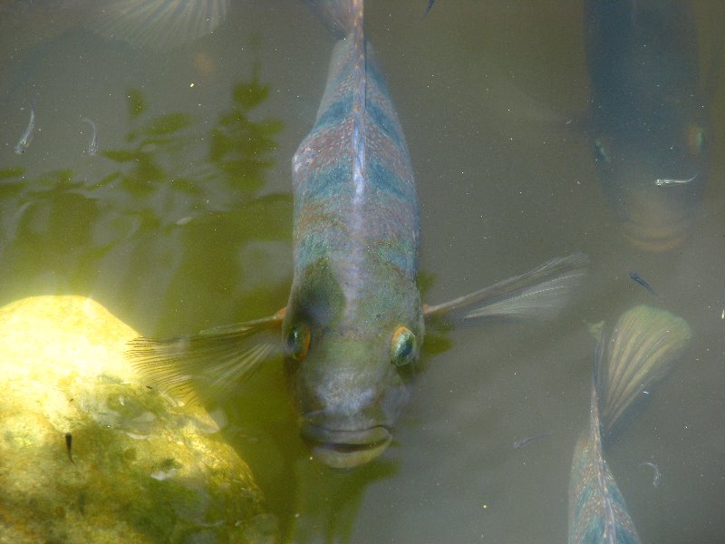 Morikami-Museum-Japanese-Gardens-Delray-Beach-FL-053