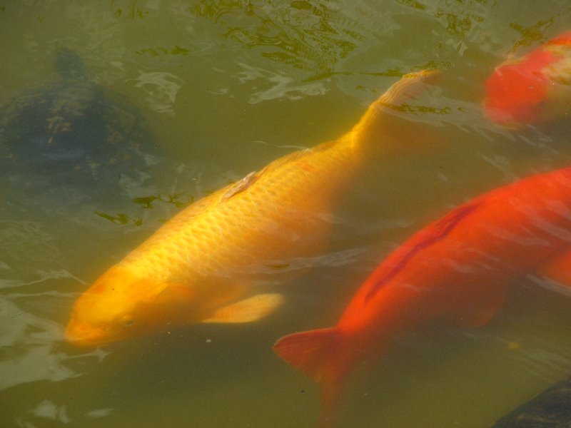 Morikami-Museum-Japanese-Gardens-Delray-Beach-FL-054