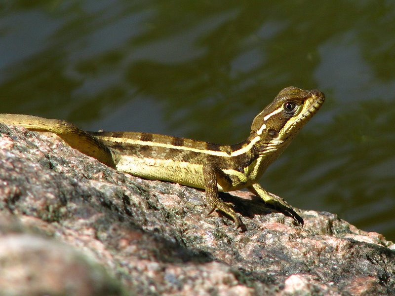 Morikami-Museum-Japanese-Gardens-Delray-Beach-FL-061