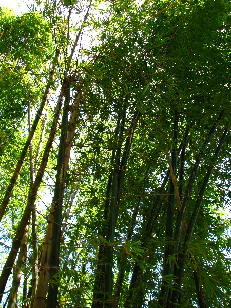Morikami-Museum-Japanese-Gardens-Delray-Beach-FL-071