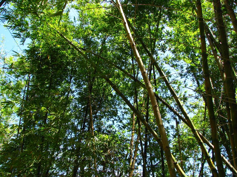 Morikami-Museum-Japanese-Gardens-Delray-Beach-FL-072