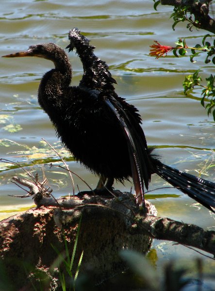 Morikami-Museum-Japanese-Gardens-Delray-Beach-FL-081