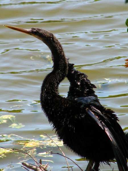 Morikami-Museum-Japanese-Gardens-Delray-Beach-FL-082