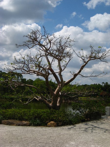 Morikami-Museum-Japanese-Gardens-Delray-Beach-FL-101