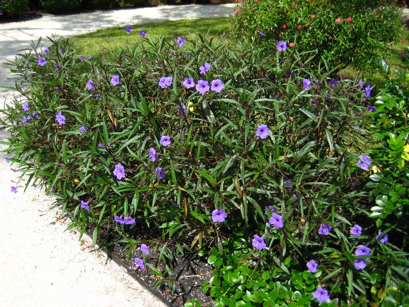 Morikami-Museum-Japanese-Gardens-Delray-Beach-FL-107