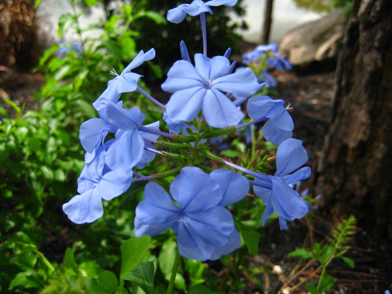 Morikami-Museum-Japanese-Gardens-Delray-Beach-FL-118