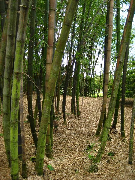 Morikami-Museum-Japanese-Gardens-Delray-Beach-FL-128