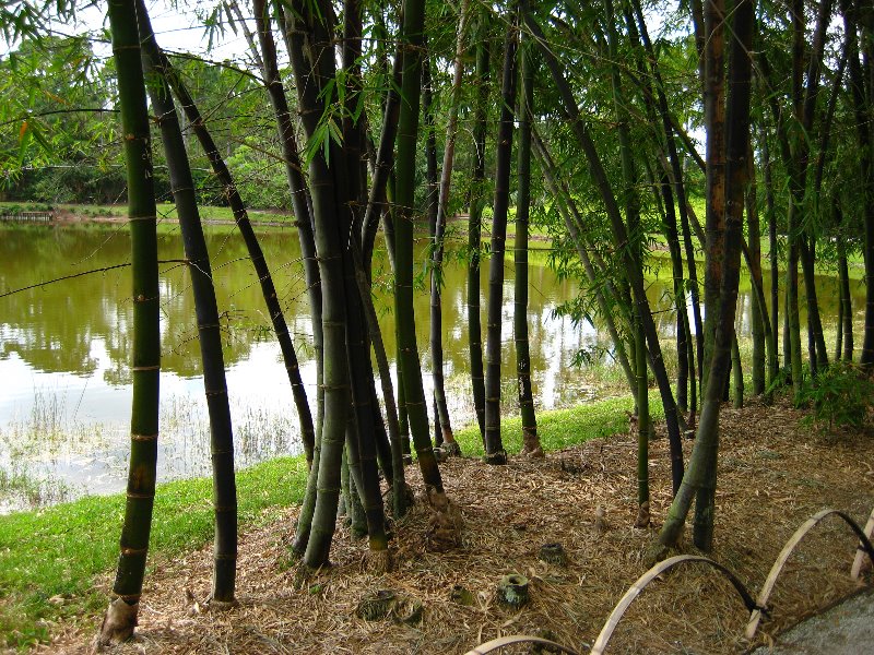 Morikami-Museum-Japanese-Gardens-Delray-Beach-FL-129